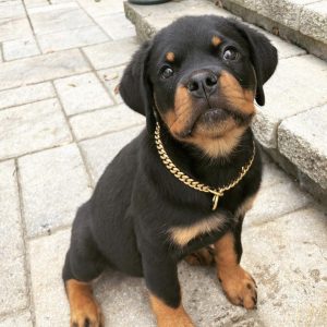 Rottweiler