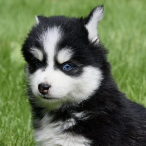 Pomsky