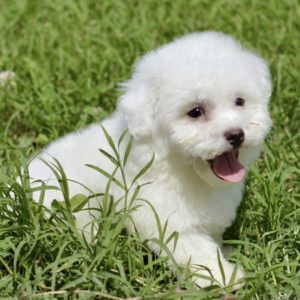 bichon frise puppies for sale near me