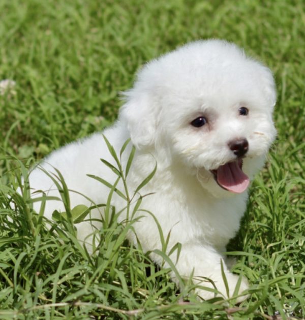 bichon frise puppies for sale near me