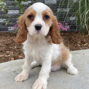 cavalier puppies