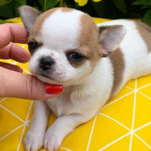 chihuahua puppies for sale near me