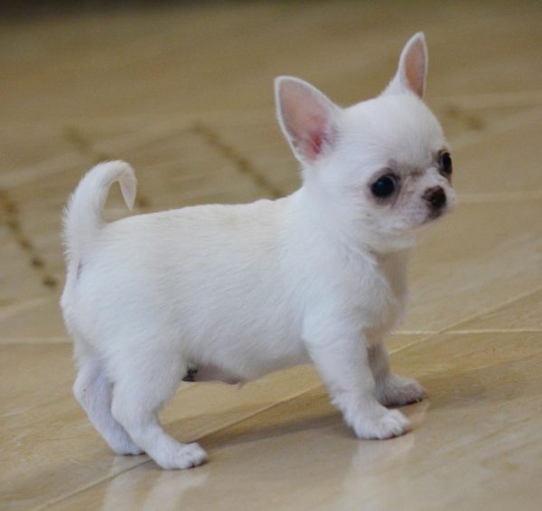 teacup chihuahua puppies for sale