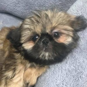 Shih Tzu